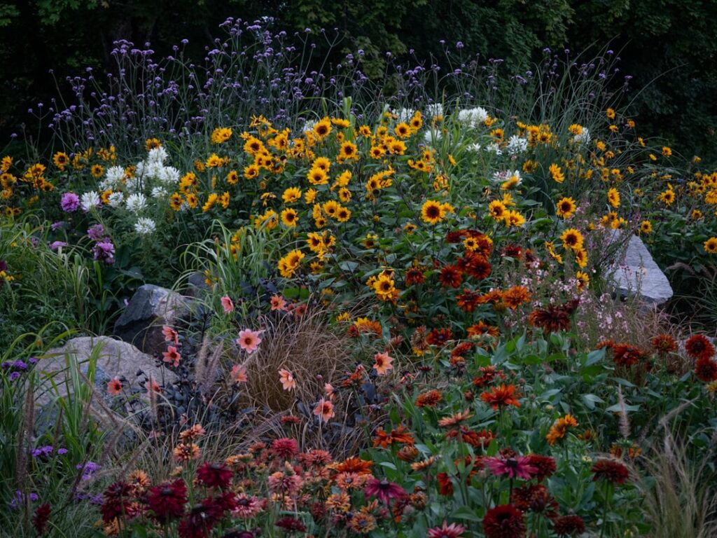 Photo Perennial garden