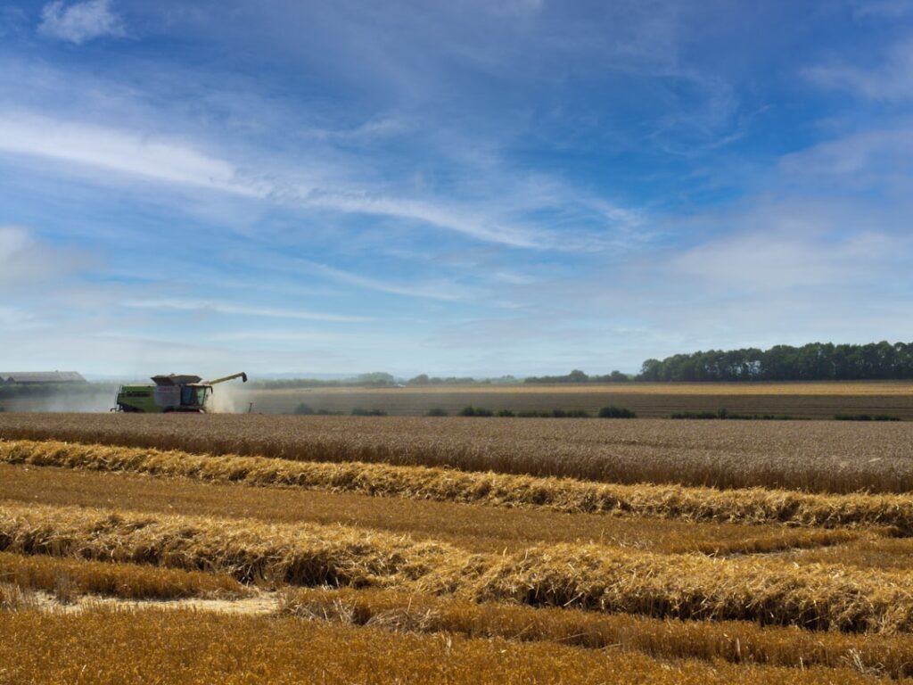 Photo Harvested crops