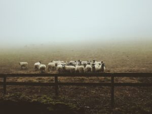 Photo Sheep farming