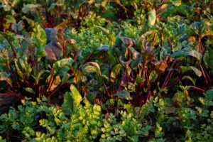Photo "The complete guide to perennial vegetable production: How to grow plants that yield crops year after year"