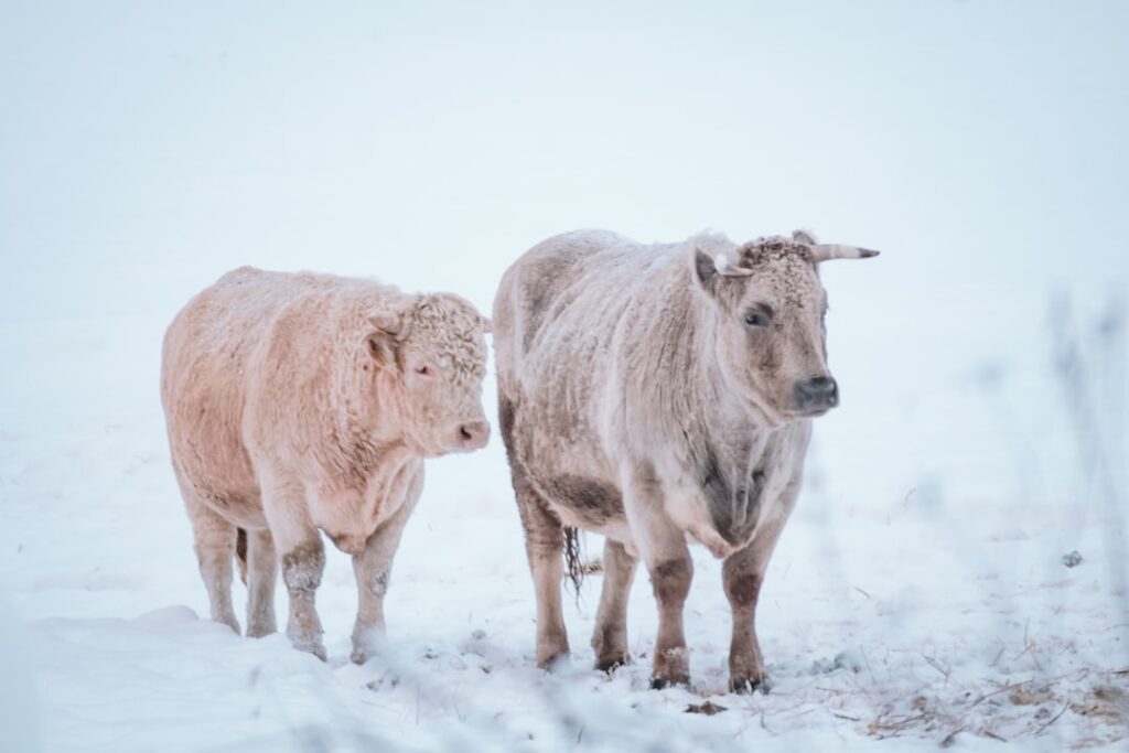 Photo Winter Farming