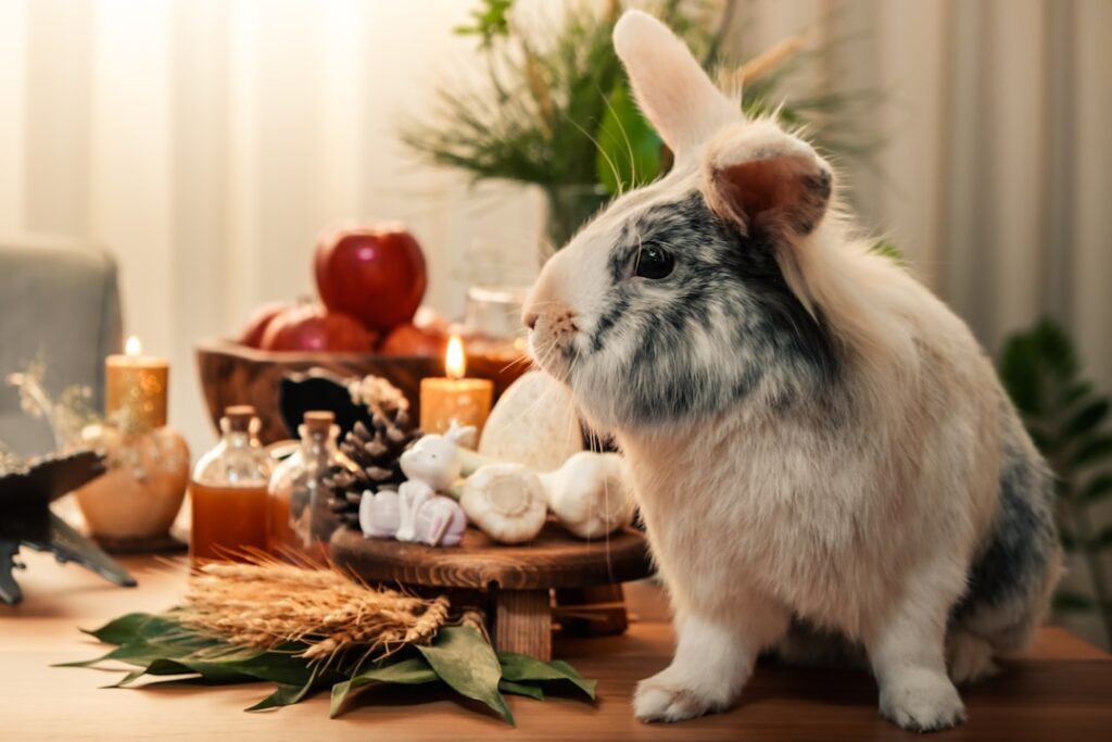 Photo raising poultry or rabbits at home