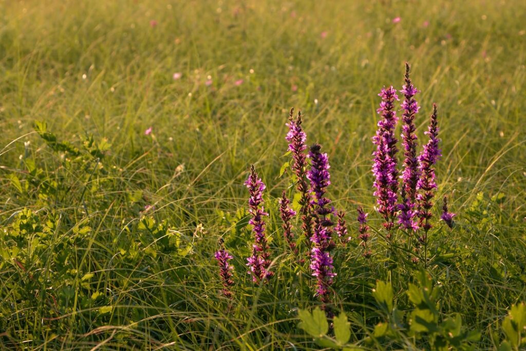 Photo medicinal plants
