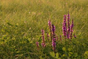 Photo medicinal plants
