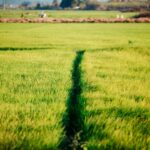 pexels-tieugiang007-34594550