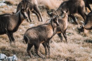 Photo protecting from wild animals