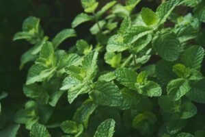 Photo medicinal plants