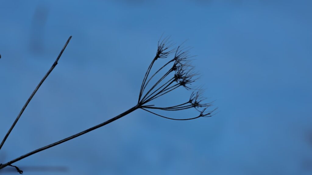 Photo commune