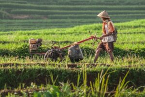 Photo agricultural traditions