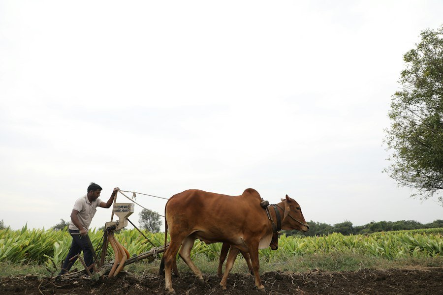 Photo agricultural traditions