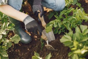 Persoană care lucrează într-un strat de legume, așezată pe un scăunel jos