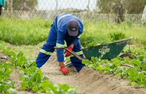 Photo local agriculture farming
