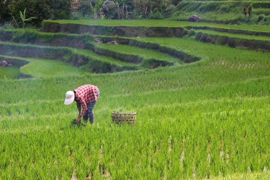 local agriculture farming
