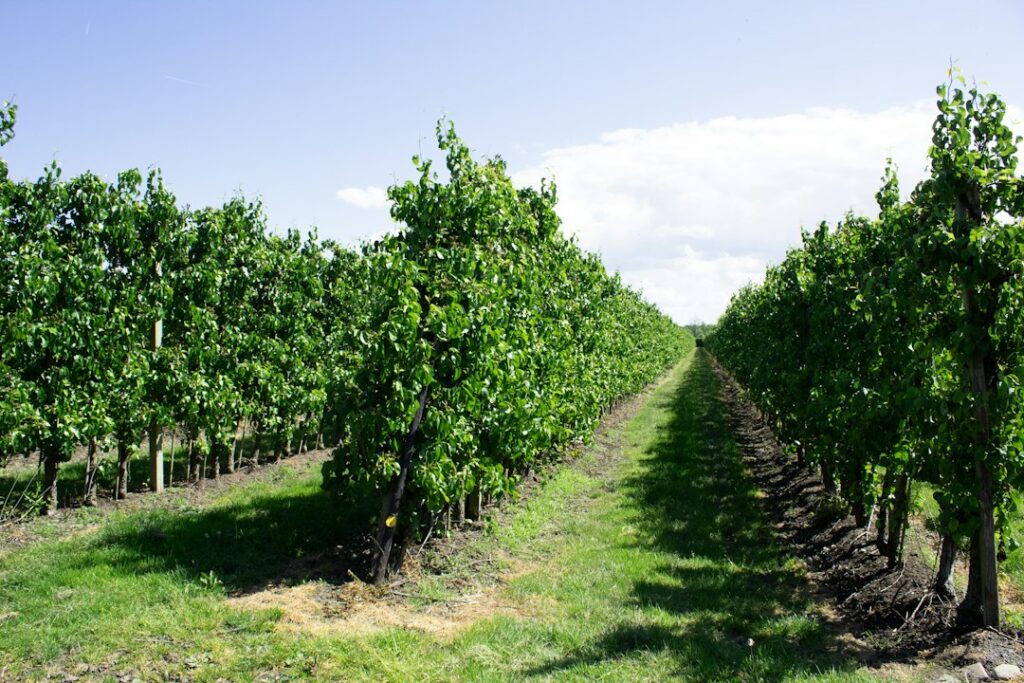 Photo walnut hazelnut tree cultivation guide long-term investment