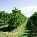 Photo walnut hazelnut tree cultivation guide long-term investment