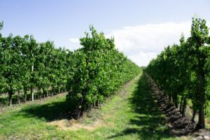 Photo walnut hazelnut tree cultivation guide long-term investment