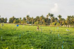 Photo common mistakes local agriculture