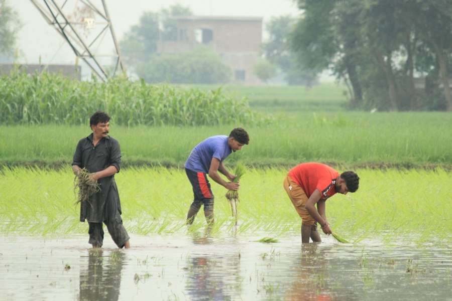 Photo common mistakes local agriculture