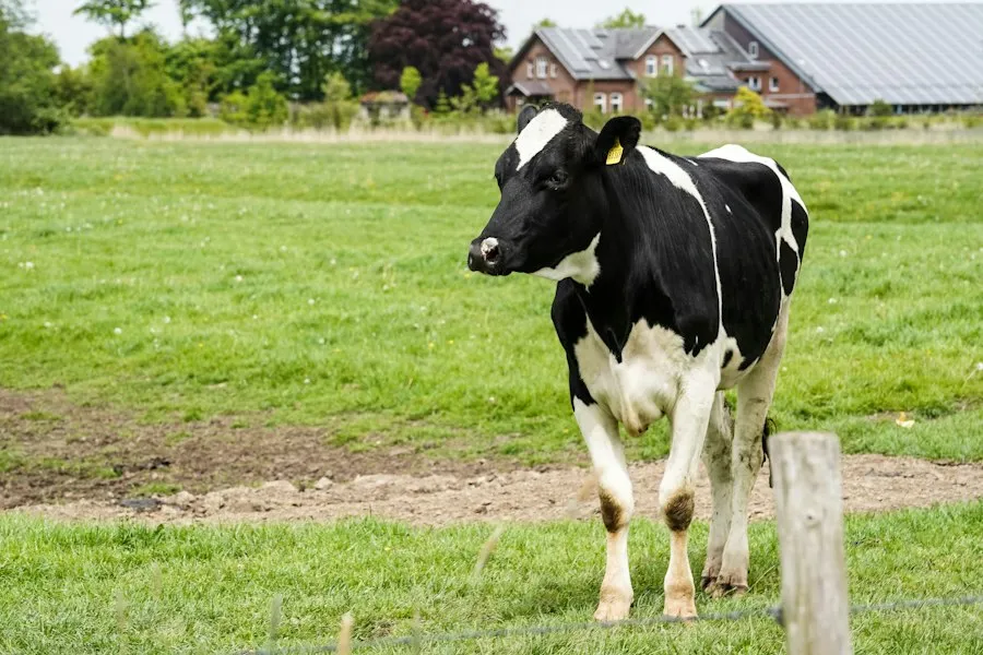 common health mistakes rural areas
